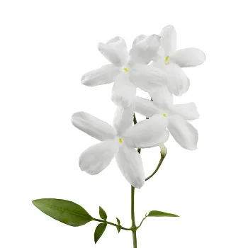 Jasmine Flowers